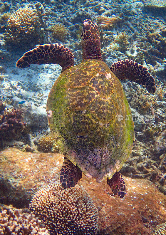 玳瑁(Eretmochelys imbricata)